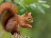 Mecanismos en los animales para sobrevivir al invierno Revista Selecciones