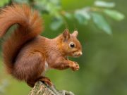 Mecanismos en los animales para sobrevivir al invierno