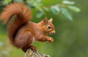 Mecanismos en los animales para sobrevivir al invierno Revista Selecciones