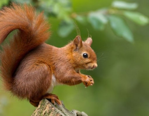 Mecanismos en los animales para sobrevivir al invierno