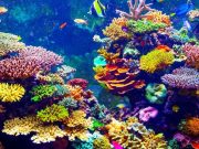 Arrecifes en peligro