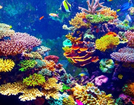 Arrecifes en peligro