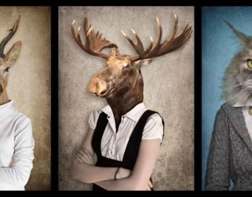 Así se curan los animales con lo que tienen a mano