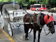 Buenos Aires: los históricos mateos