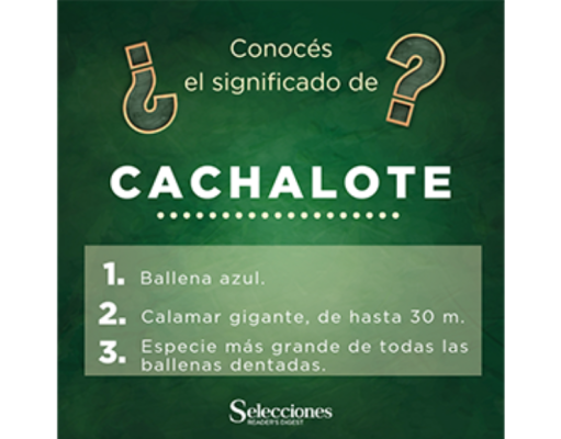 Cachalote