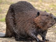 Castores canadienses