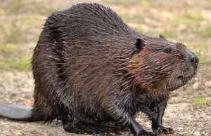 Castores canadienses Revista Selecciones