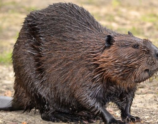 Castores canadienses