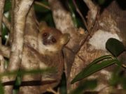 Comer menos permite vivir 50% más a los lemures