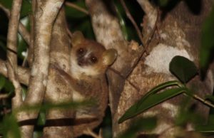 Comer menos permite vivir 50% más a los lemures Revista Selecciones