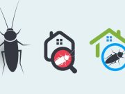 ¿Cómo acabar con las plagas en tu hogar?