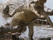 ¿Cómo atacan los cocodrilos? como-atacan-los-cocodrilos-1766-mainImage-0