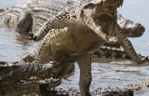 ¿Cómo atacan los cocodrilos? como-atacan-los-cocodrilos-1766-mainImage-0