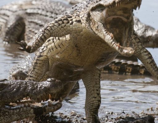 ¿Cómo atacan los cocodrilos? como-atacan-los-cocodrilos-1766-mainImage-0