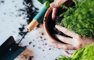 Cómo cuidar las plantas cuando vas a viajar Revista Selecciones