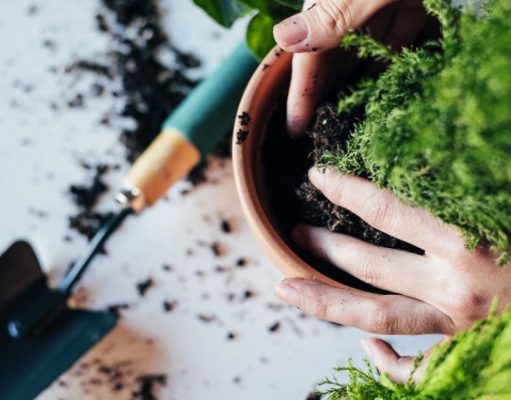 Cómo cuidar las plantas cuando vas a viajar