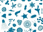 ¿Cómo descubrieron los microorganismos?