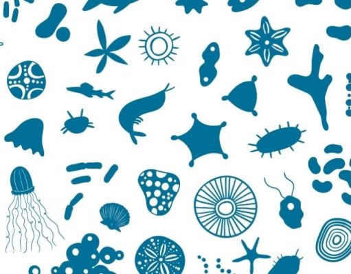 ¿Cómo descubrieron los microorganismos?