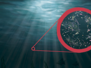 Cómo el plástico del mar llega a tu estómago