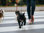 Cómo elegir a un paseador de perro