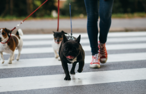 Cómo elegir a un paseador de perro Revista Selecciones