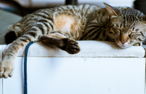 Cómo evitar que los gatos arañen los muebles Gato durmiendo