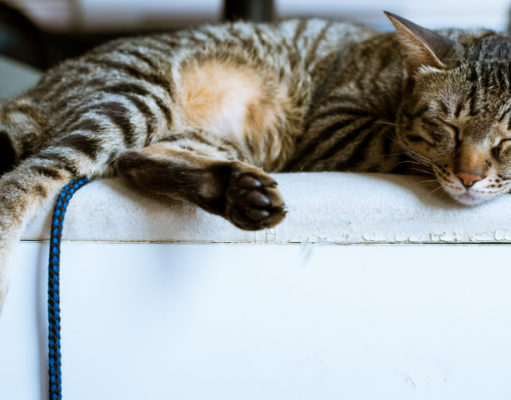 Cómo evitar que los gatos arañen los muebles Gato durmiendo