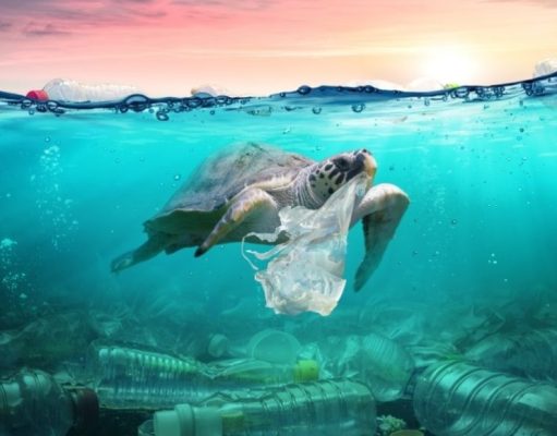 Cómo terminar con el mar de plástico