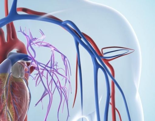 ¿Cuál es la función de las arterias? ¿Cuál es la función de las arterias?