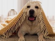 Cuando tu mascota queda sola en casa