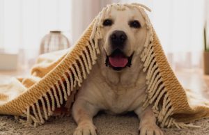 Cuando tu mascota queda sola en casa Revista Selecciones