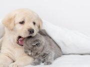 Cuide a su mascota del frío