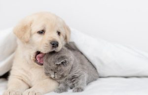 Cuide a su mascota del frío Revista Selecciones