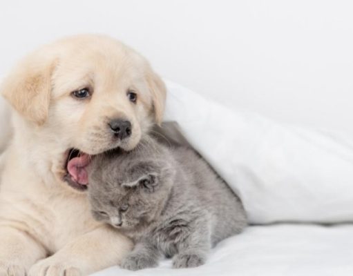 Cuide a su mascota del frío