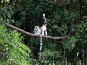 Curiosidades de la selva curiosidades-de-la-selva-1794-mainImage-0