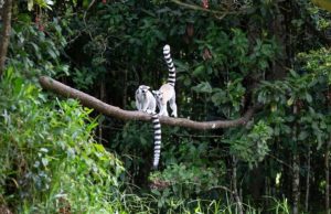 Curiosidades de la selva curiosidades-de-la-selva-1794-mainImage-0