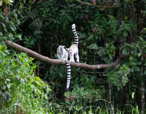 Curiosidades de la selva curiosidades-de-la-selva-1794-mainImage-0