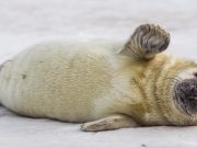 Curiosos mecanismos protectores en las focas