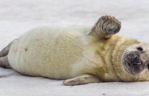 Curiosos mecanismos protectores en las focas Revista Selecciones