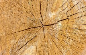 Dendrocronología Revista Selecciones