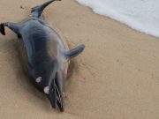 El emocionante rescate de Chester