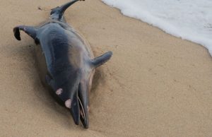 El emocionante rescate de Chester Revista Selecciones