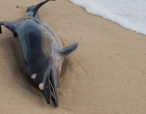 El emocionante rescate de Chester