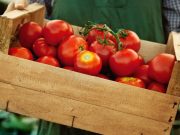 Todo lo que debe saber sobre el tomate
