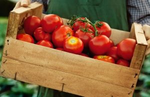 Todo lo que debe saber sobre el tomate Revista Selecciones