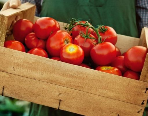 Todo lo que debe saber sobre el tomate