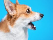 ¿Qué quiere expresar mi perro con su ladrido?