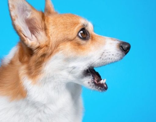 ¿Qué quiere expresar mi perro con su ladrido?