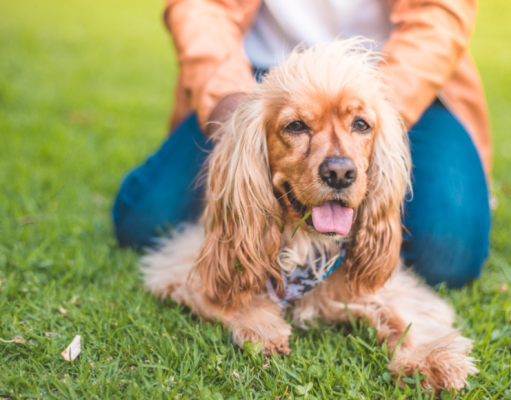 El mejor amo del perro