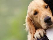 El poder de las mascotas